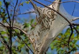 Fill a bucket about halfway with hot water and a couple of tablespoons. Getting Rid Of Tent Caterpillars Thriftyfun