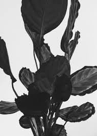 Black And White Plants Photography Stained Fingers Plant Photography Black And White Photography White Photography