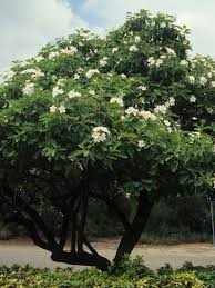 Mexican Olive It S Very Petite And Well Mannered A Beautiful Tree Texas Landscaping Xeriscape Flowering Trees