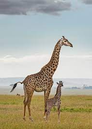 Mom And Baby Giraffe Klaus Tiedge Fine Art Wildlife Photography
