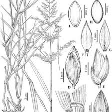 Image result for Panicum hymeniochilum