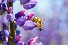 Wer sie im garten hat, gärtnert zudem richtig clever, denn sie sind robust und am richtigen standort extrem. Bienenfreundliche Pflanzen Blumen Fur Garten Balkon Liste