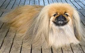 Trova la foto stock perfetta di cane con orecchie e capelli lunghi. Cani Che Sembrano Carlini 28 Foto Elenco Di Razze Di Cani Di Piccola E Media Taglia Regole Del Loro Mantenimento