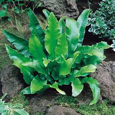 Image result for Asplenium linckii