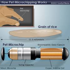 Microchips australia, the exclusive distributor of trovan rfid microchips and readers, was established in 1989 and has a wealth of experience in the area of rfid identification of companion animals and in many other applications such as zoos, wildlife research, laboratory animals and industry. December Is National Pet Id Month Australian Dog Lover