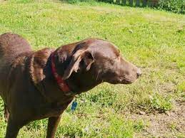 Labrador retrievers are america's most popular companion. Akc Silver Charcoal Black Yellow Chocolate Lab Puppies For Sale In Erie Pennsylvania Classified Americanlisted Com
