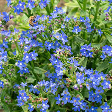 Image result for Anchusa capensis