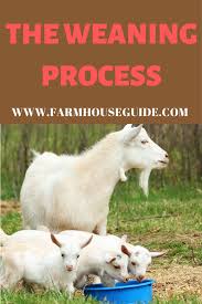The Weaning Process In 2020 Goats Goat Kidding Pen Goat Kidding