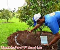 Digunakan utk menyembur racun serangga, racun rumput, baja semburan, menyiram pokok dan segala jenis semburan lain. 4 Tips Pemupukan Tanaman Durian Yang Baik Dan Benar Agar Mampu Tumbuh Dengan Subur Dan Cepat Berbuah Rawabibit Com