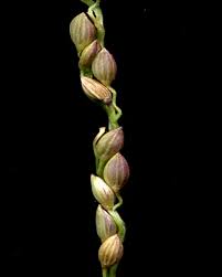 Image result for Digitaria abyssinica