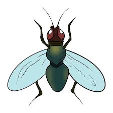 تعلم رسم الذبابة Animals Bee Insects