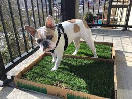 Which Type Of Dog Grass Pad Is Best For Your Balcony Dog Grass Dog Potty Area Dog Spaces