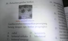 More images for gambar tersebut menunjukkan penampang melintang » Gambar Tersebut Menunjukkan Penampang Batang Dengan Tipe Berkas Pengangkut Brainly Co Id