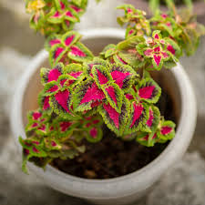 Image result for Coleus