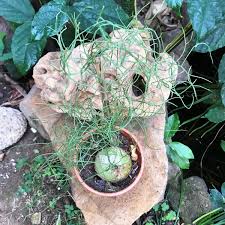 Image result for Bowiea volubilis