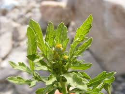 Image result for Dichrocephala