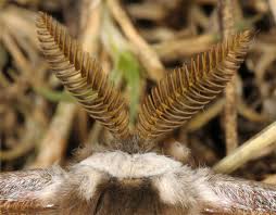 Image result for Pavonia senegalensis