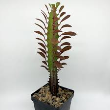 Image result for Euphorbia rubriflora