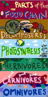 Great Site With Kid Friendly Explanations And Games Related To Food Chains And Other Topics With Images Science Lessons Third Grade Science Fourth Grade Science