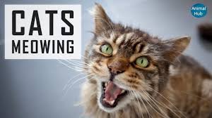 See more ideas about cats, crazy cats, cats and kittens. Cat Meowing Sound Make Your Pet Go Crazy Cat Training Scratching Cat Training Cat Noises