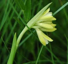 Image result for Eulophia elegans