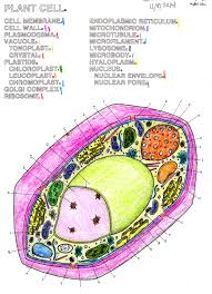 Animal cell coloring page answers. Life Sized Cell Really Applie S Place