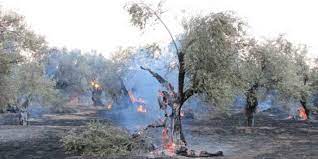 Συναγερμός στην πυροσβεστική για φωτιά στην ραφήνα ένα χρόνο μετά το μάτι. Fwtia Twra Ston Barnaba City View