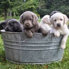 Akc certified purebred fox red labrador puppies. Labradorable English Labs Breeder Denise Williams Home Facebook