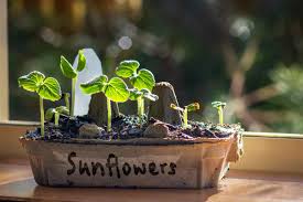 Wenn sie die sonnenblumen direkt ins freiland säen möchten, sollten sie bis ende april warten. Sonnenblumen Infos Zu Verwendung Aussaat Kauf Pflege