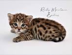 Savannah Cat Breed Information, Pictures, Characteristics ...