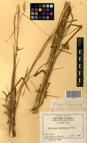 Image result for Andropogon pseudapricus