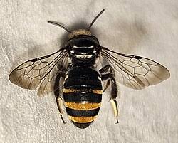 Image result for Lipotriche