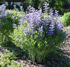 Baptisia Minor 3 Pot Dwarf Blue False Indigo Perennial Grasses Planting Flowers Cottage Garden