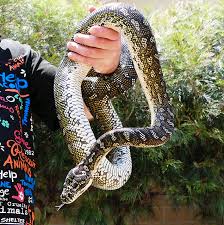 Places to look for snakes. Snakes In Your Backyard Australian Wildlife Backyard Reptiles Wildlife Rspca Queensland