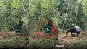 Senarai kerjaya pilihan negeri johor, kedah, kelantan, melaka, negeri sembilan, pahang, perak. Video Perhilitan Negeri Sembilan Tangkap Tapir Seberat 300 Kilogram