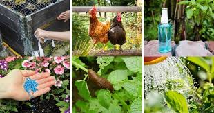 If the slugs in your garden are really out of control, go out and get yourself a few cans of cheap beer. 8 Genius Hacks For Keeping Slugs Out Of Your Garden Diy Crafts