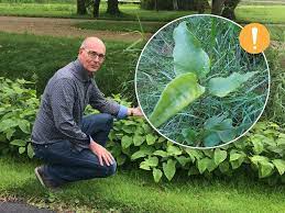 Polygonum dumetorum) is een algemeen voorkomende, vaste, linksom slingerende klimplant met pijlvormige bladeren uit de duizendknoopfamilie (polygonaceae). Verrassingsaanval Dreigt Door Veluwse Variant Van Japanse Duizendknoop Dit Is Zorgwekkend Harderwijk Destentor Nl