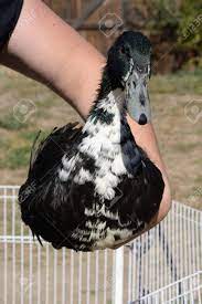 The swedish blue or blue swedish is a swedish breed of domestic duck. Hand Holding Blue Swedish Duck Drake Up Outside Of Pen Stock Photo Picture And Royalty Free Image Image 66659051