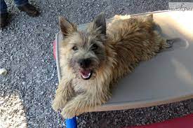 Akc Cairn Terrier Male Multiple Ch Cairn Terrier Puppies Cairn Terrier Terrier Puppies