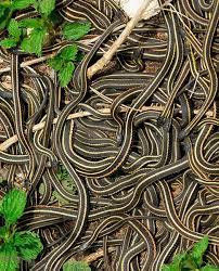 Red Sided Garter Snake Garter Snake Snake Photos Snake