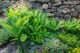 In all climates, they need protection from afternoon sun to prevent drying and leaf scorch. Best Ferns For Your Garden Better Homes Gardens