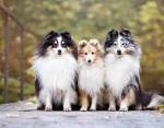 Shetland Sheepdog - Wikipedia