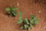 Image result for Priva flabelliformis