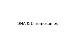 This 14 1 human chromosomes answers, as one of the most vigorous sellers here will enormously be accompanied by the best options to review. Ppt Dna Chromosomes Powerpoint Presentation Free Download Id 2828554