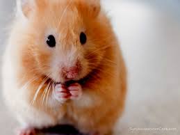 Ayrıca syrian hamster sakin yapısı ile de tanınıyor. Welcome To Syrian Hamster Care Syrian Hamster Care