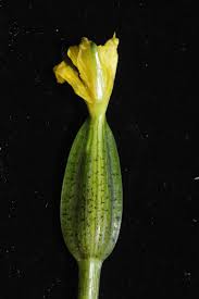 Image result for Ottelia ulvifolia