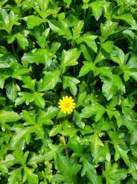 Image result for Blepharispermum pubescens