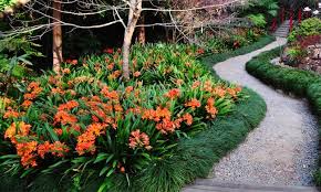 Border And Edging Plants Flower Power Edging Plants Plants Landscaping With Rocks