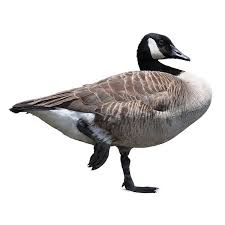 What products to use to scare geese away? Geese Control Prevention In Minneapolis Adam S Pest Control