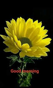 Good Morning Good Morning Flowers Flowers Photography Good Morning